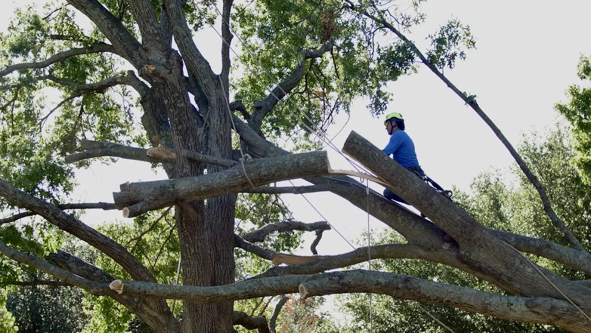 Professional Hazardous Tree Removal performed by certified arborists in Polk